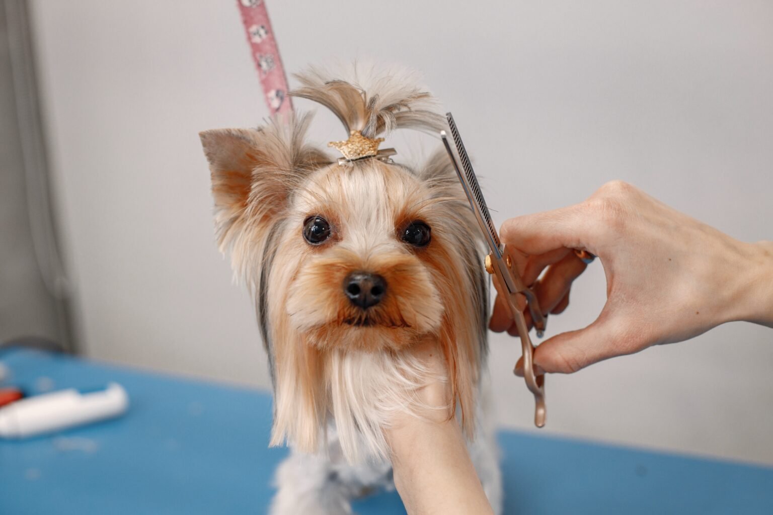 Yorkshire terrier getting procedure at the groomer salon. Cropped photo of a little dog. Yorkshire terrier puppy getting haircut.